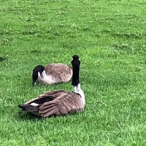 Meet your Posher, Jin